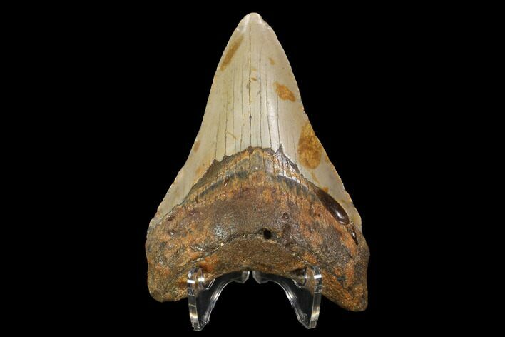 Fossil Megalodon Tooth - North Carolina #98983